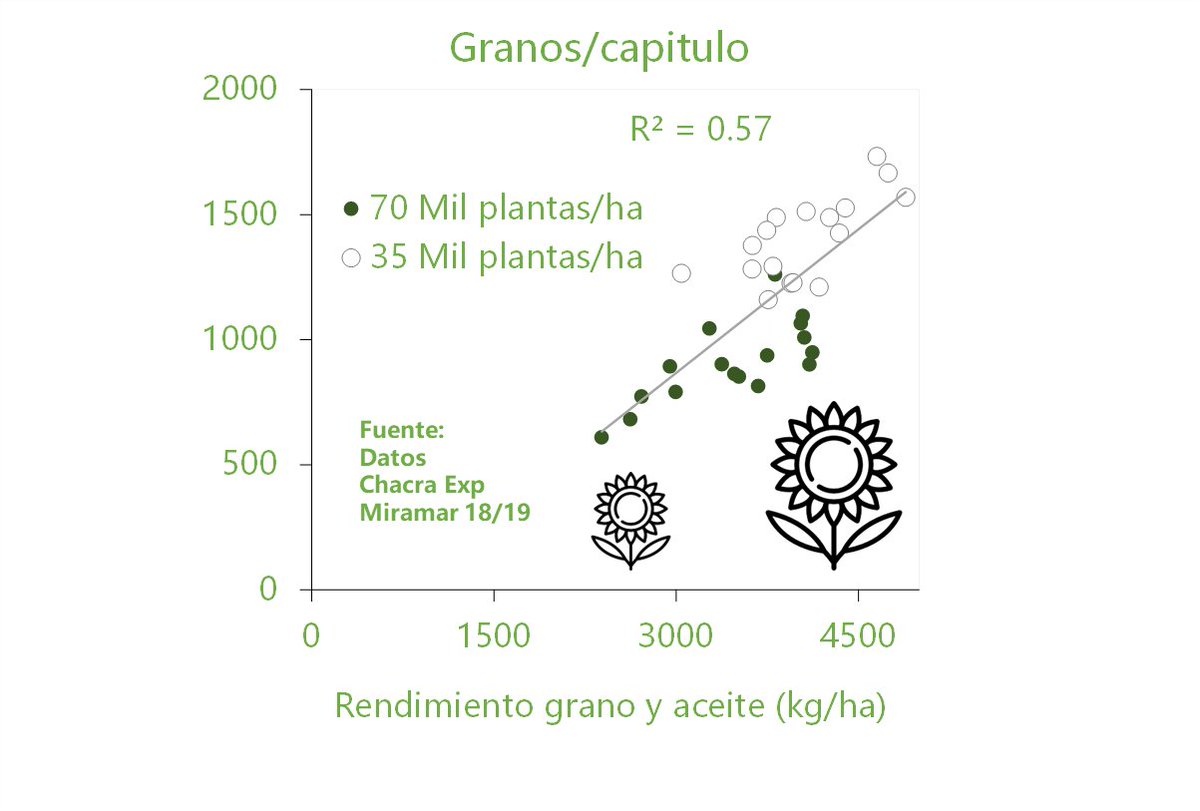 HugoMiraMar's tweet photo. #Girasol #BajaDensidad #Sunflower #Density. #Consultas Hasta donde bajo densidad en #Girasol en el #SudesteBsAs? #Datos @ChacraMiramar 18/19. #PlasticidadReproductiva por #Numero y #PesoDeMil en 35 MilPlantas/ha. #Estabilidad en #Rendimiento. Mas que #Densidad, ->#LogroCultivo https://t.co/yLU7alJzsW