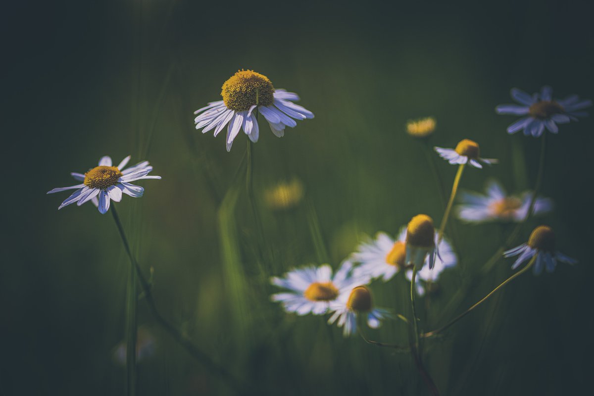 quhl5's tweet image. The moment of the flowers. 
#NaturePhotography #quhl5 #peace 🕊