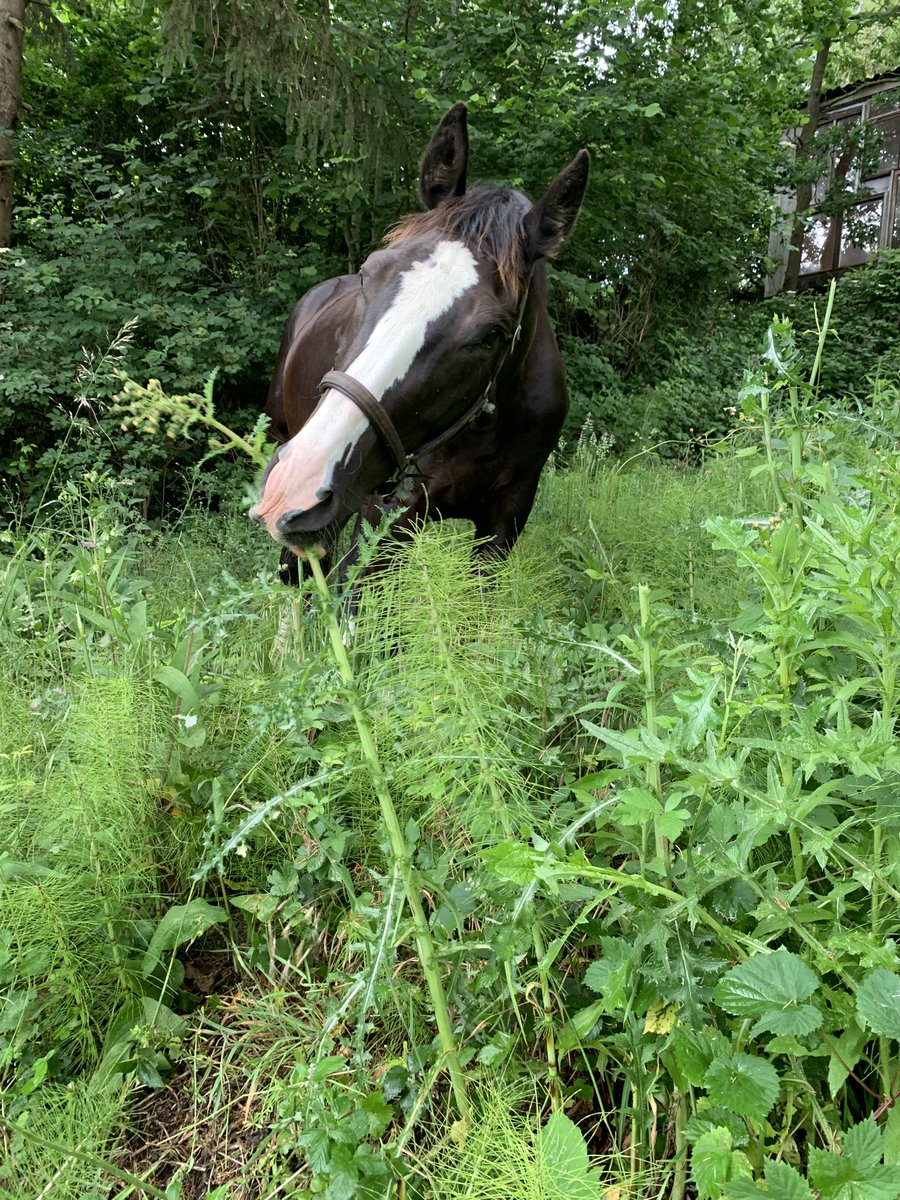 WerendB's tweet photo. Extensief beheer paardenweide begint te lonen: zeldzame sleedoornpage langs de bosrand, boomblauwtje aan de poel en icarusblauwtje(?) op de klaverpiste. https://t.co/d9WqAjV3JR
