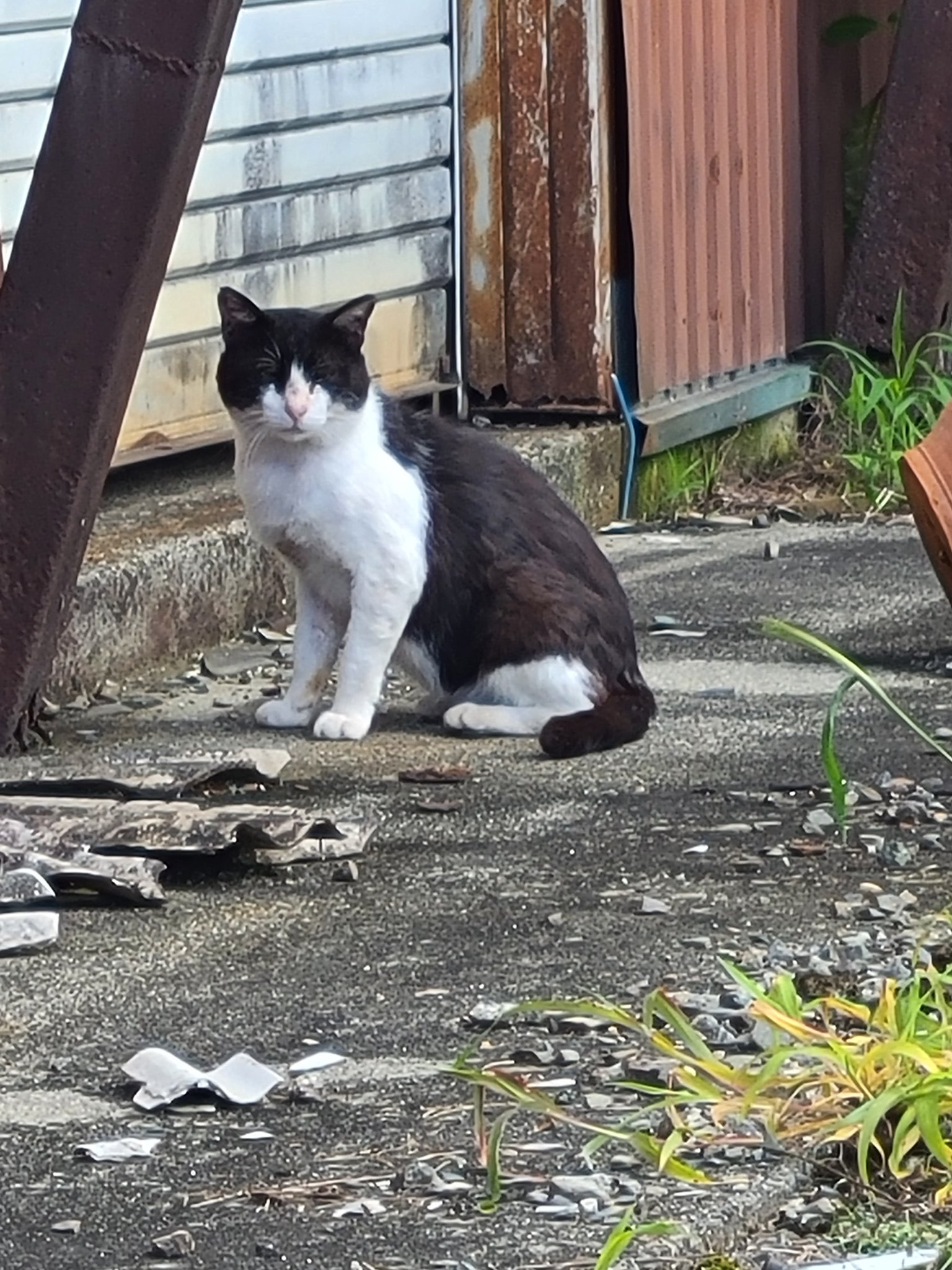 Crescent Moon 暑い一日だったにゃ また明日もよろしくにゃ ハチワレ 猫 おやすみなさい T Co Izbl44speq Twitter