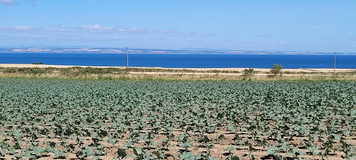 angela_huckle's tweet photo. Another day, another @esgveg 🥦🥦 trial field to mark out and assess. Definitely can't complain though!! 😁 Enjoying today's 'office' and view, weather is great for working in, but could do with a drop of rain up here to be fair. Lovely 🍓🍓🍓 too for lunch 😋 https://t.co/gbknJYxXMG