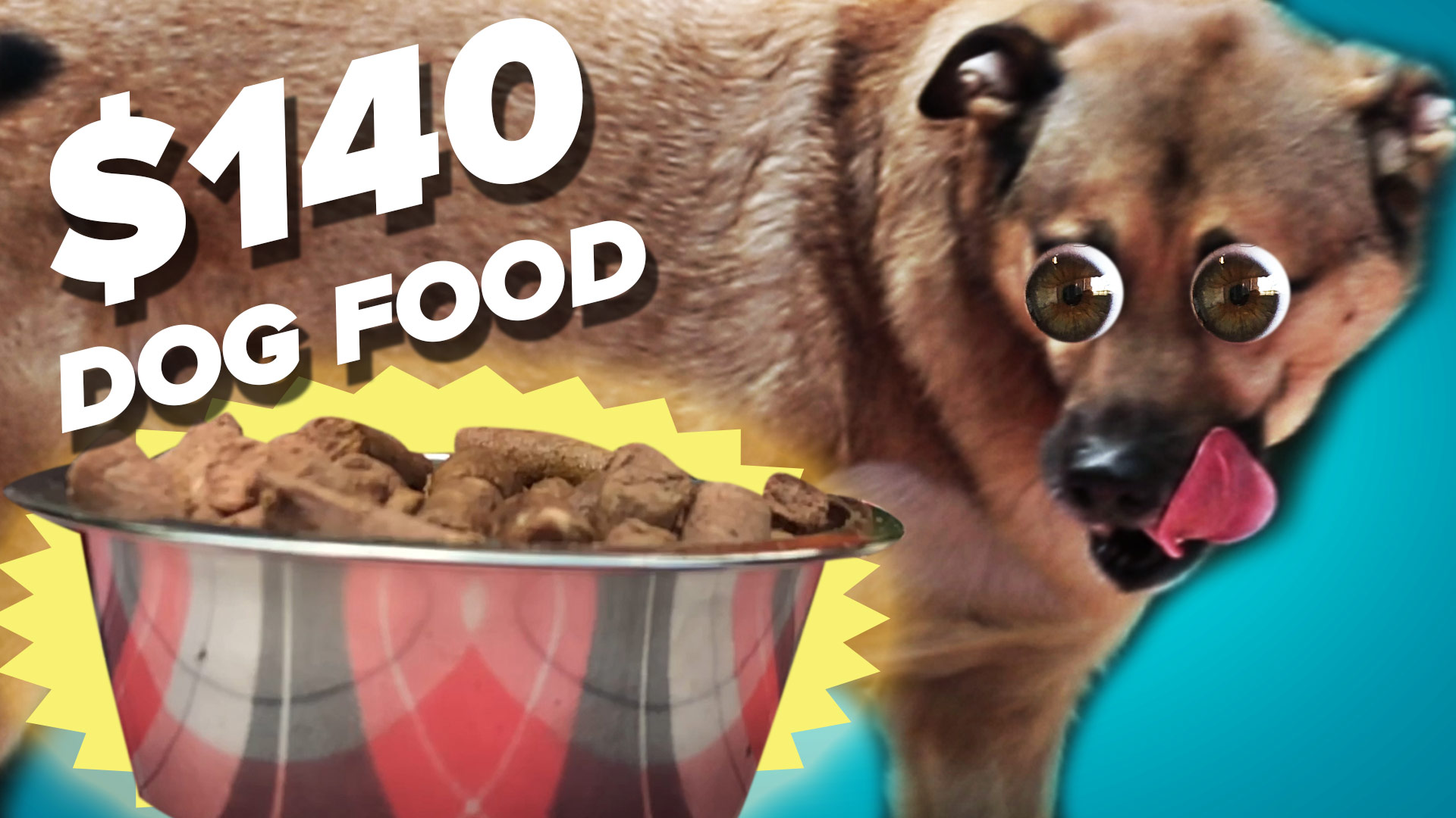 BuzzFeed on Twitter "We found three different dog foods at three