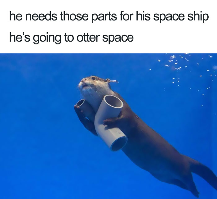 WholesomeMeme's tweet photo. https://t.co/YzCPrS8inX