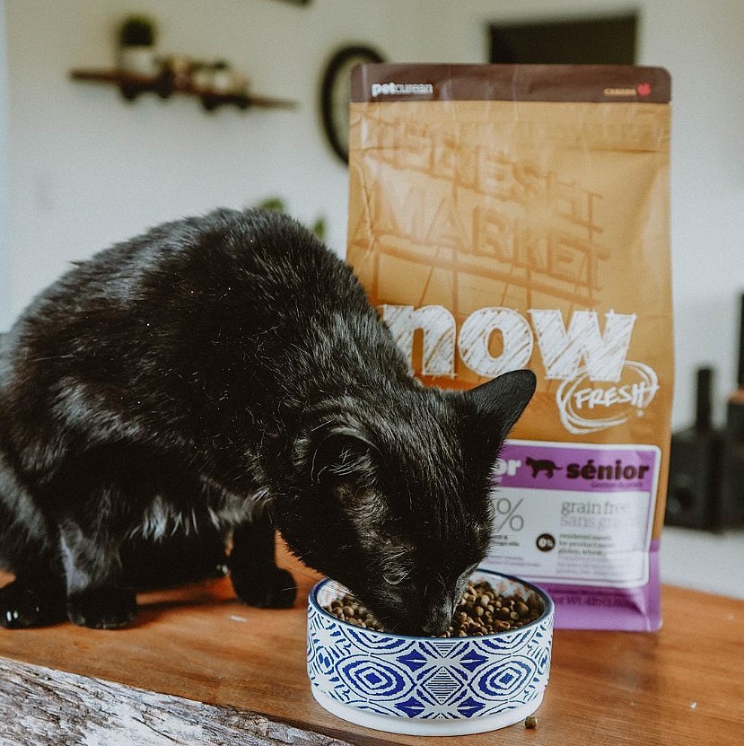 Découvrez les croquettes NOW FRESH™ pour les chats seniors 🐱
Elles contiennent de la dinde, du saumon et du canard frais 🦃🐟🦆, ne contiennent pas de céréales, et sont parfaitement équilibrées pour votre chat âgé ✔️  
➡ verlina.com/now/886-croque…