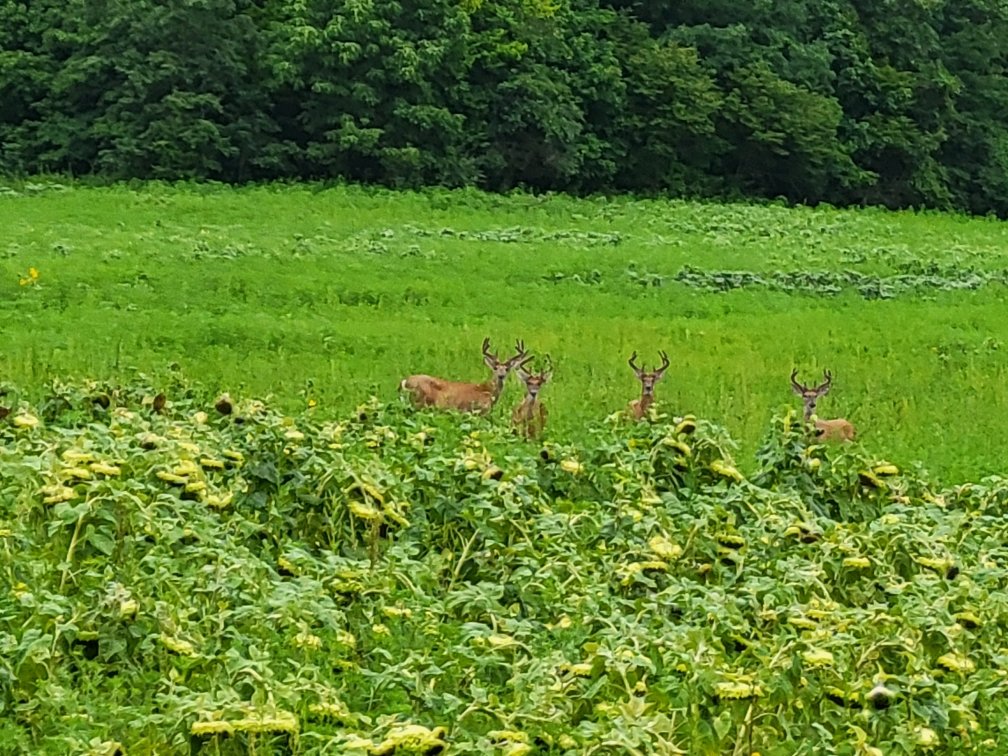 Indiana DNR (INdnrnews) / Twitter