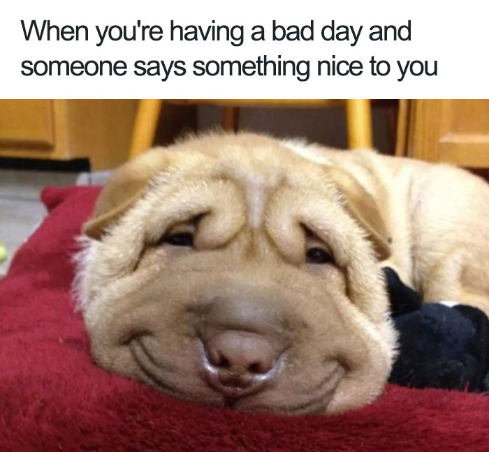 WholesomeMeme's tweet photo. https://t.co/QMrviU6RFg