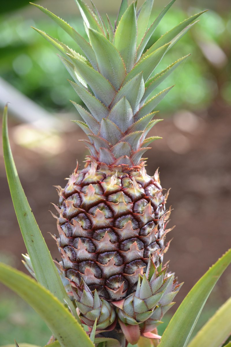 SENE_TZ's tweet photo. What's better than fresh pineapple for dessert?! #SENEfarms #farmtotable #permaculture https://t.co/tGA5gMJa6H