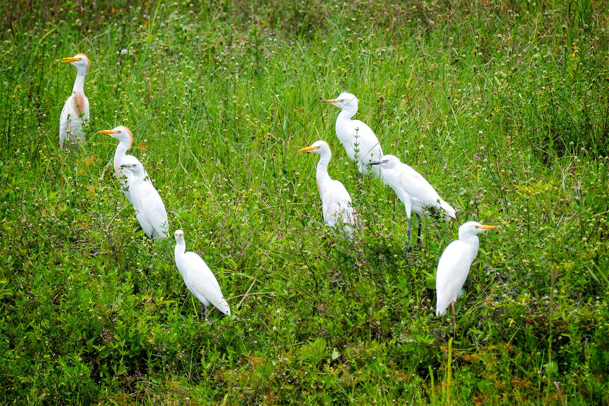 GF4Birds's tweet photo. One of these things is not like the others, one of these things just doesn't belong. Can you see what it is?

#instabird #birdsofinstagram #birdstagram #birding #feathered #birdphotography #nature #floridabirds #florida #birds #bird #naturepics #sonya7iii #cattleegret #snowyegret https://t.co/gCO9gyBoz9