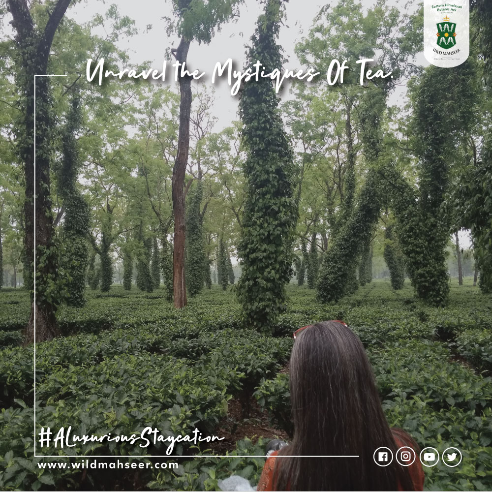 WildMahseerOff's tweet photo. A cup of tea is a cup of peace. 
Discover the journey of Tea in the endless farms of EasteEasternn Himalayan botanicals. 
#ALuxuriousStaycation.

Immerse in the wilderness of nature. 
Only at Wild Mahseer.
Book Now.

#WildMahseer #ecolodge #sustainabletravel #sustainabletourism https://t.co/hUPOEXXUfS