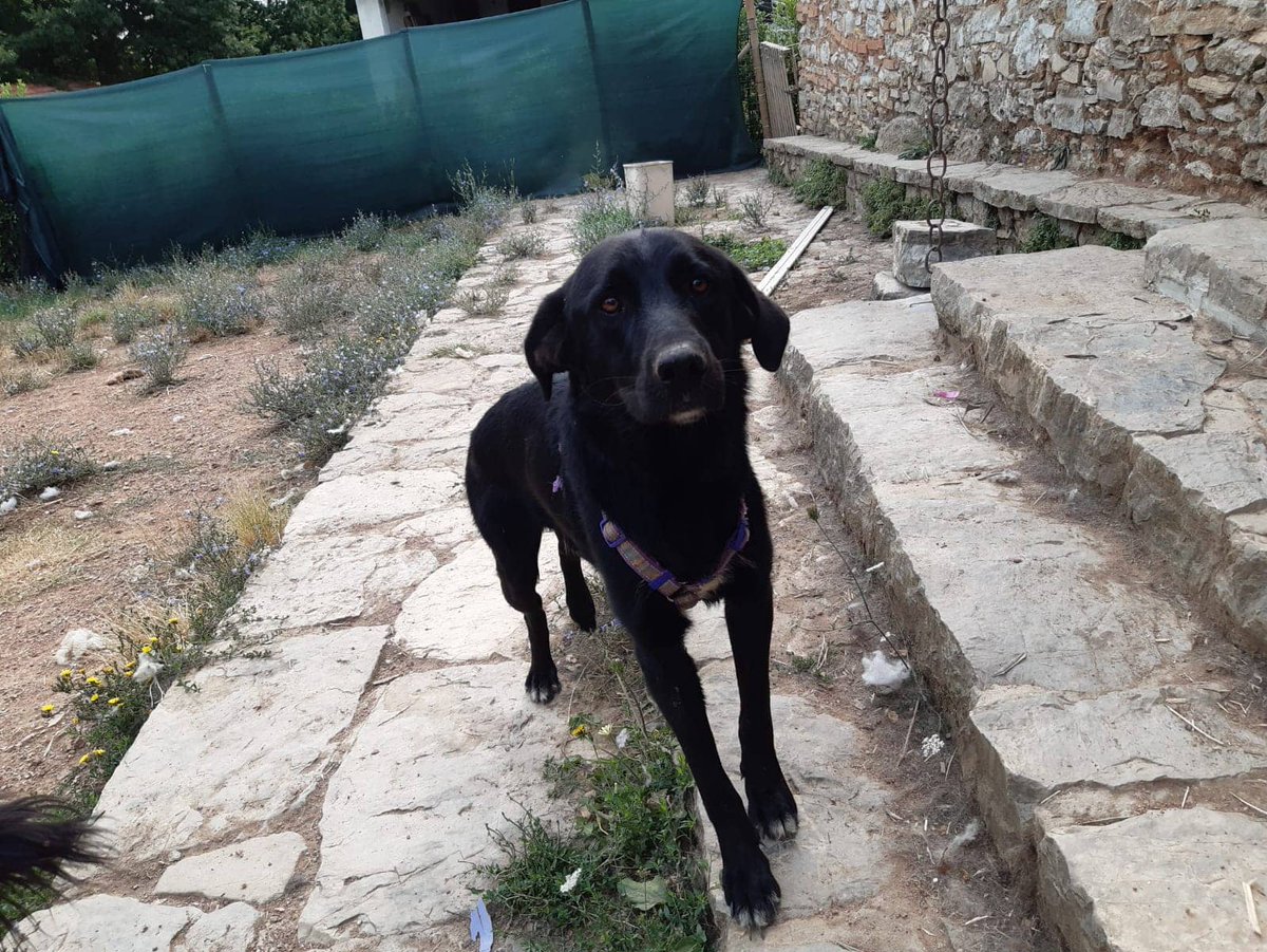 PETfriendly tweet media