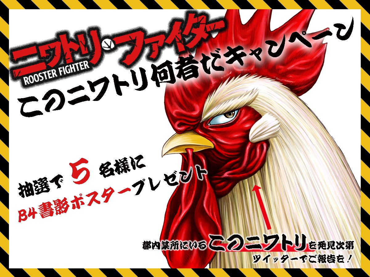 桜谷シュウ ニワトリ ファイター Rooster Fighter 4巻 発売中 Shu Sakuratani Twitter 桜谷シュウ ニワトリ ファイター Rooster Fighter 4巻 発売中 Shu Sakuratani Twitter