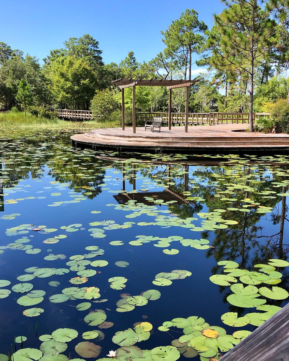 SouthWalton's tweet photo. Oh, to be floating on a lily pad in #SouthWalton 🐸💚 

📸: seagrovebeachgirl on Insta
📍: #WaterColorFL https://t.co/sludhD4gdE