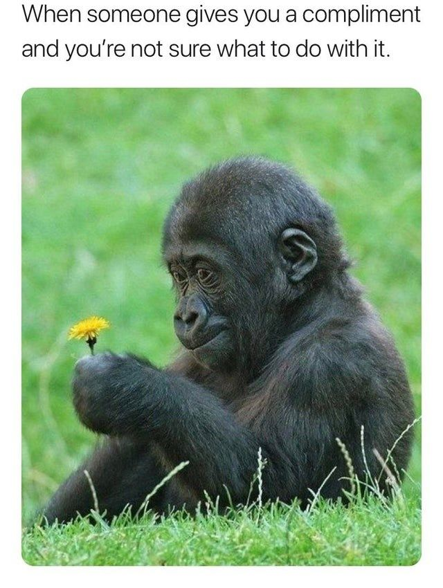 WholesomeMeme's tweet photo. https://t.co/EaVP3S8lsl