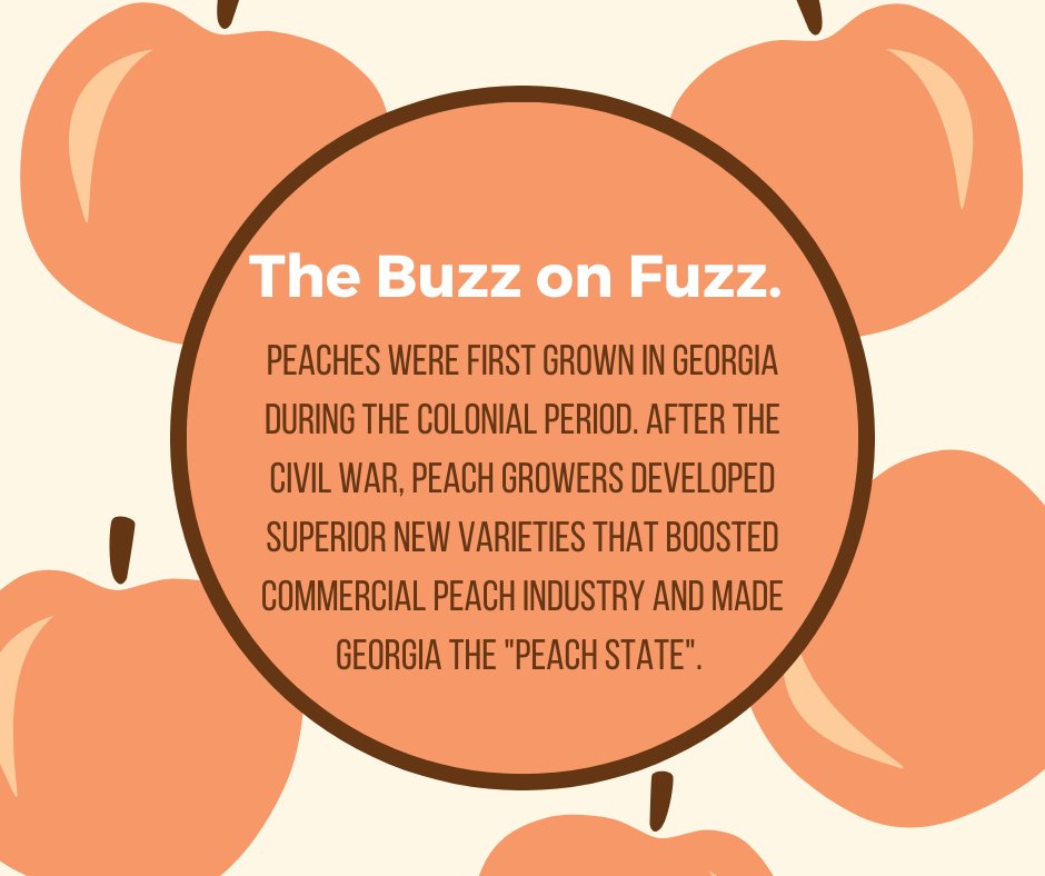 retaaza's tweet image. As another harvest season for Georgia peach growers comes to an end, we wanted to share some facts about your favorite fuzzy fruit! bit.ly/3zahSyN #peachstate #peachstatepride #georgiapeaches #georgiapeach #farming #healthy #healthfood #fruit