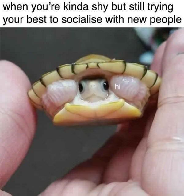 WholesomeMeme's tweet photo. https://t.co/rOKOGXewMy
