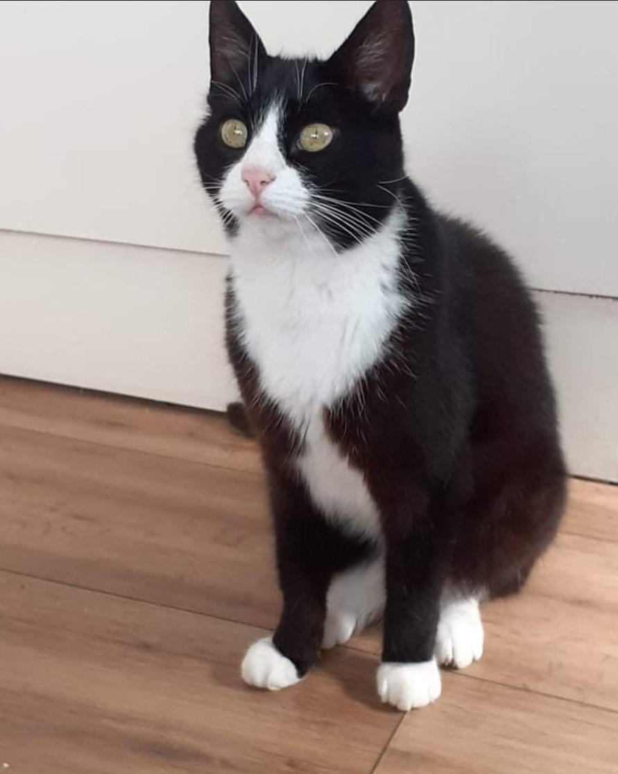 CatCall_UK's tweet photo. Have you seen this handsome Cat missing from Churchill Avenue Hastings, see details and contact information https://t.co/0C7F8FG4yC
#CatMissingInHastings #MissingCat #CatCall #GettingCatsHome #Caring4Cats #CatRescue https://t.co/XUoitbzFb4