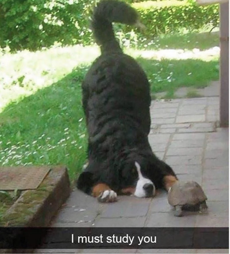 WholesomeMeme's tweet photo. https://t.co/BX0397Z4Vg