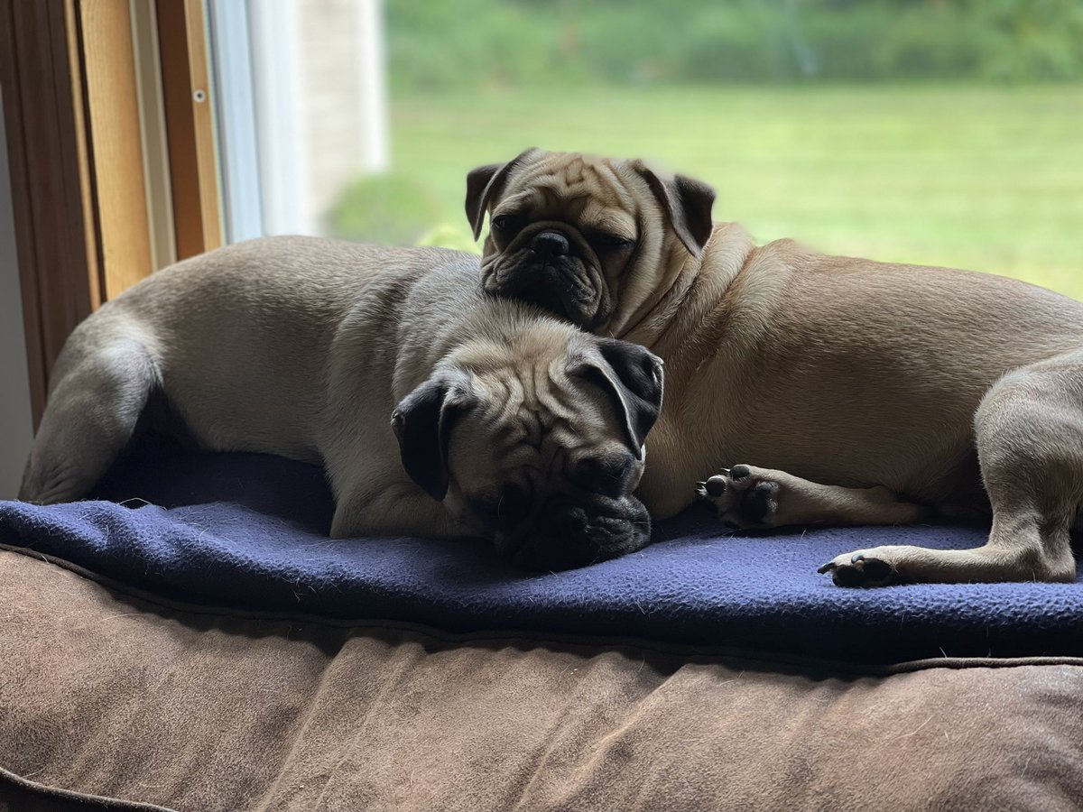 “Lazy Puggy Monday with my bruddah Zeppy” 😴🐶🐶❤️ #HendrixPug #ZeppelinPug #dogsoftwitter #puglife #pugs