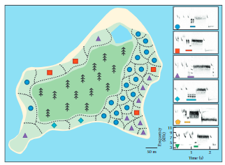 Microgeographical variation in birdsong: Savannah sparrows exhibit microdialects in an island population

Article in #AnimalBehavior by <a href="/hensel_abby/">Abby Hensel</a> @SDobney2 Stéphanie Doucet <a href="/RyanNorrisSci/">Dr. Ryan Norris</a> <a href="/Newman_lab/">Amy Newman (she/her)</a> Heather Williams <a href="/DMennill/">Dan Mennill</a>

tinyurl.com/yc4y44rs

#Birds #Bioacoustics