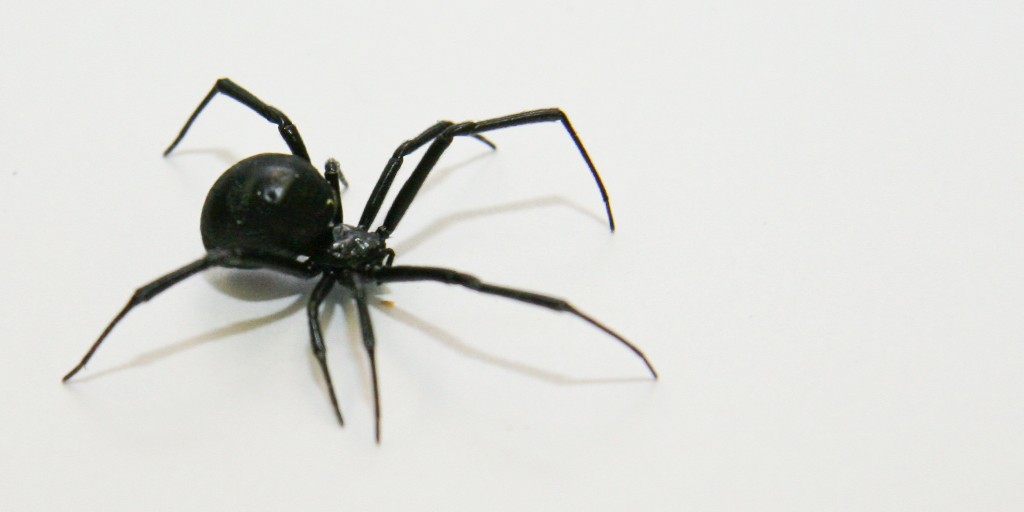 UF IFAS Solutions (@uf_ifas) on Twitter photo π·οΈ Happy Spider-Man Day!
You probably won't encounter the spider that bit Peter Parker in the Sunshine state. PHEW!
But here's a list of spiders that do live in Florida ... including the black widow pictured below.
πΈοΈ edis.ifas.ufl.edu/publication/INβ¦
#SpiderMan #SpiderManDay <a href="/UFEntNem/">UF/IFAS Entomology & Nematology</a> π·οΈ Happy Spider-Man Day!
You probably won't encounter the spider that bit Peter Parker in the Sunshine state. PHEW!
But here's a list of spiders that do live in Florida ... including the black widow pictured below.
πΈοΈ edis.ifas.ufl.edu/publication/INβ¦
#SpiderMan #SpiderManDay <a href="/UFEntNem/">UF/IFAS Entomology & Nematology</a>