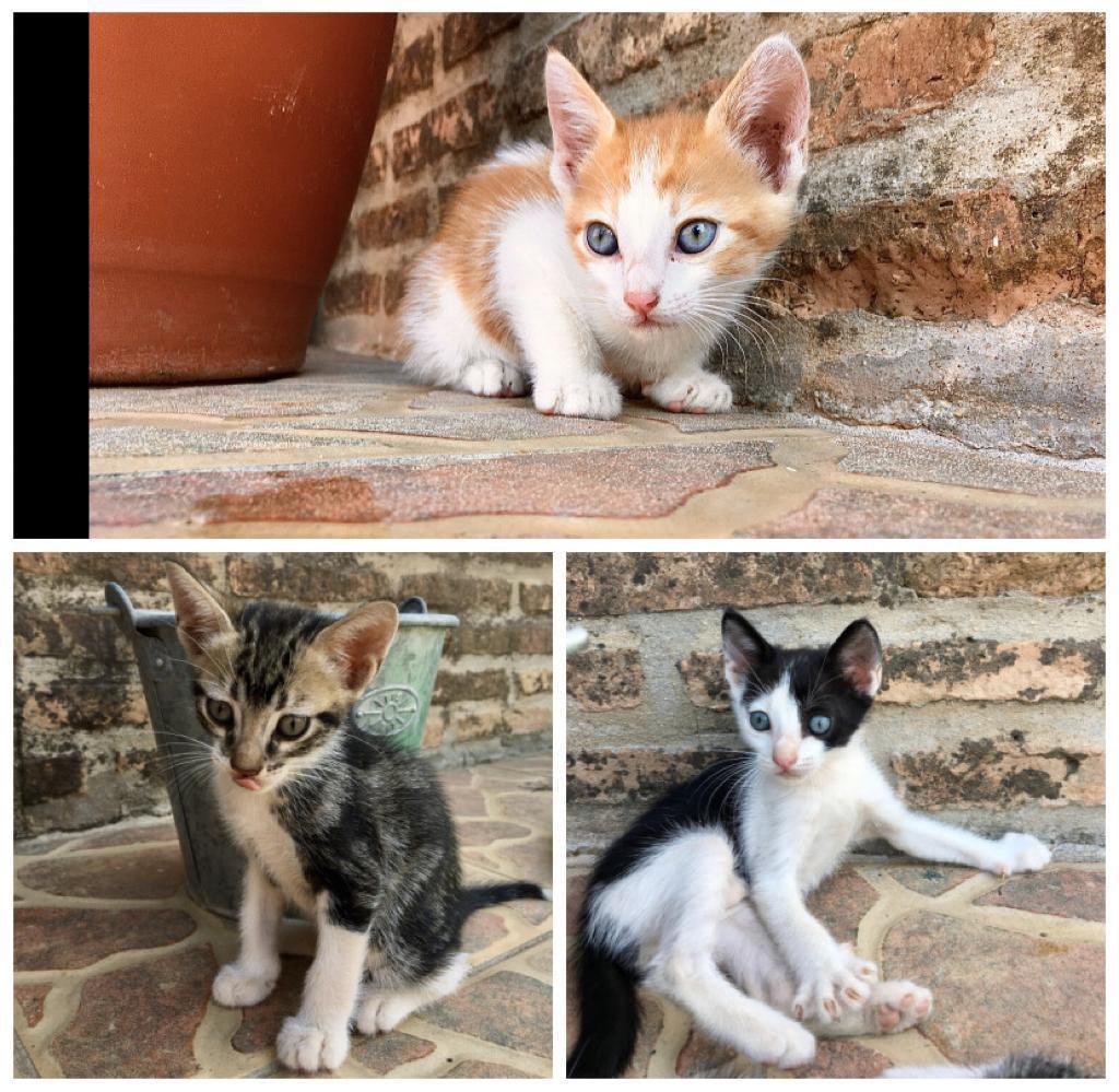 andrearguezz's tweet photo. Se regalan gatitos! La naranja es hembra https://t.co/ar2knQBAI6