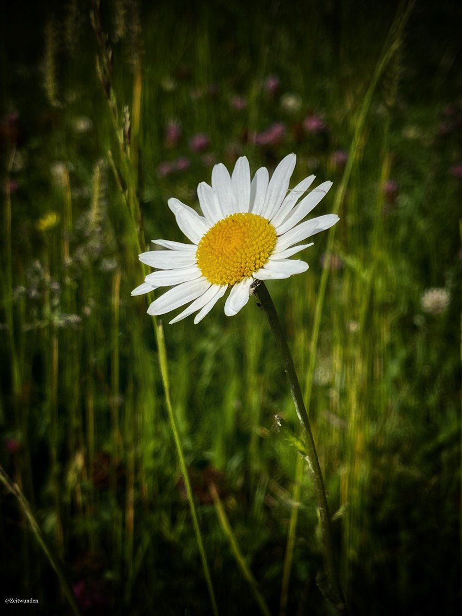 Zeitwunden's tweet image. 