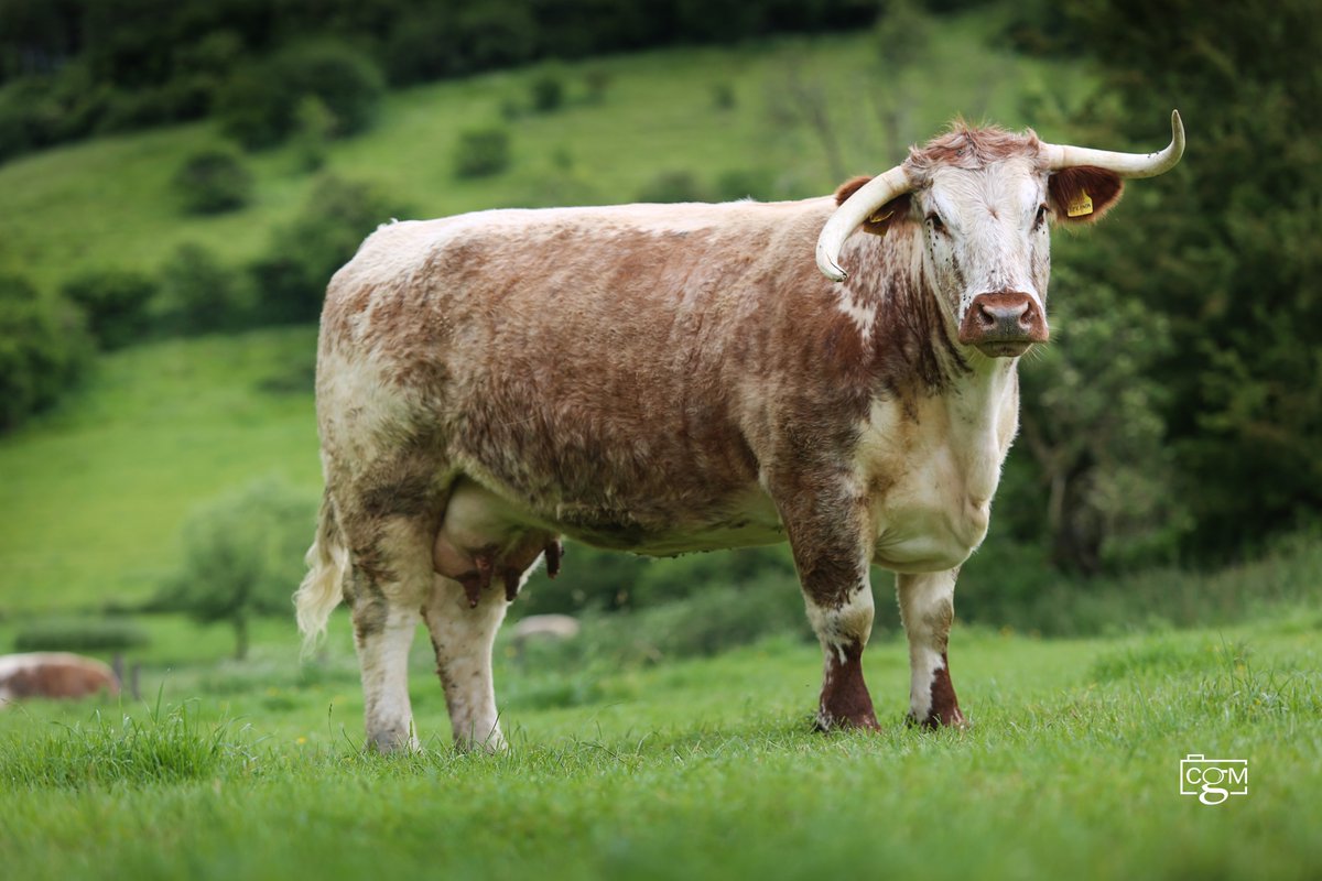 Mrs Pat Quinn's Harford herd was dispersed @McCartneysLLP Worcester Market on Saturday.  Top call was for cow Harford Selina 2, with her heifer calf at foot selling for 4400gns. Full report on the website longhorncattlesociety.com