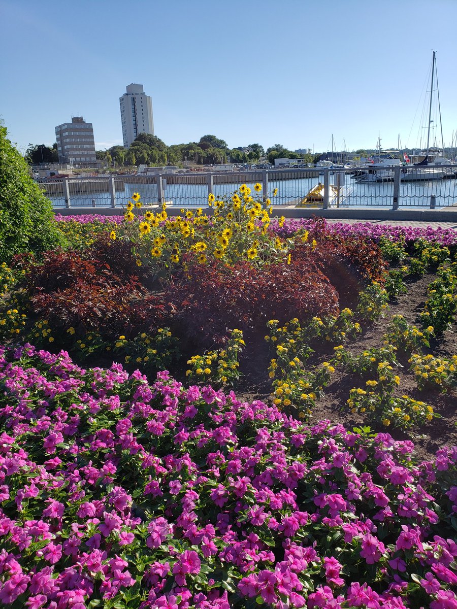marilynarcher28's tweet photo. Keeping it #SafeOutside walking from #pier7 to #pier4 #hamiltonwaterfront #hamilton #ontario #canada #hamont
#naturephotography #photography #TwitterNaturePhotography #staysafe https://t.co/PJvnbce8MF