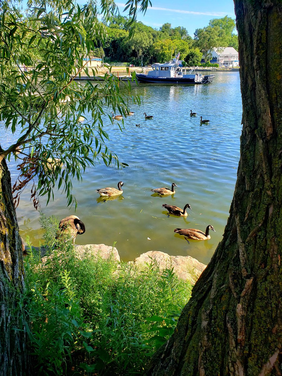 marilynarcher28's tweet photo. Keeping it #SafeOutside walking from #pier7 to #pier4 #hamiltonwaterfront #hamilton #ontario #canada #hamont
#naturephotography #photography #TwitterNaturePhotography #staysafe https://t.co/PJvnbce8MF