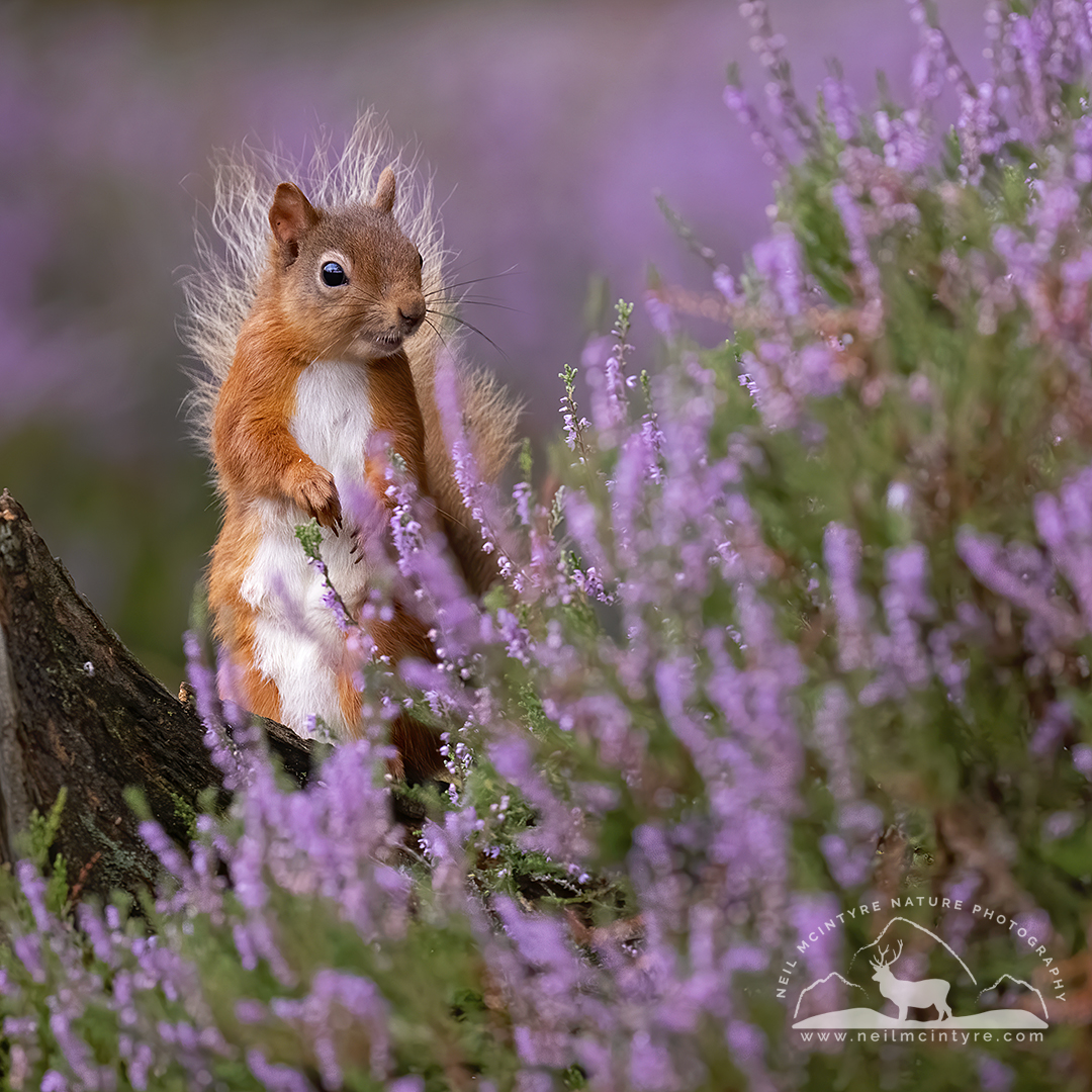 A red squirrel amongst heather in purple bloom. A perfect combination. Nice to see the heather coming close to this colour again. @nature_scot @ScotSquirrels @UKNikon @cairngormsnews @Rothiemurchus