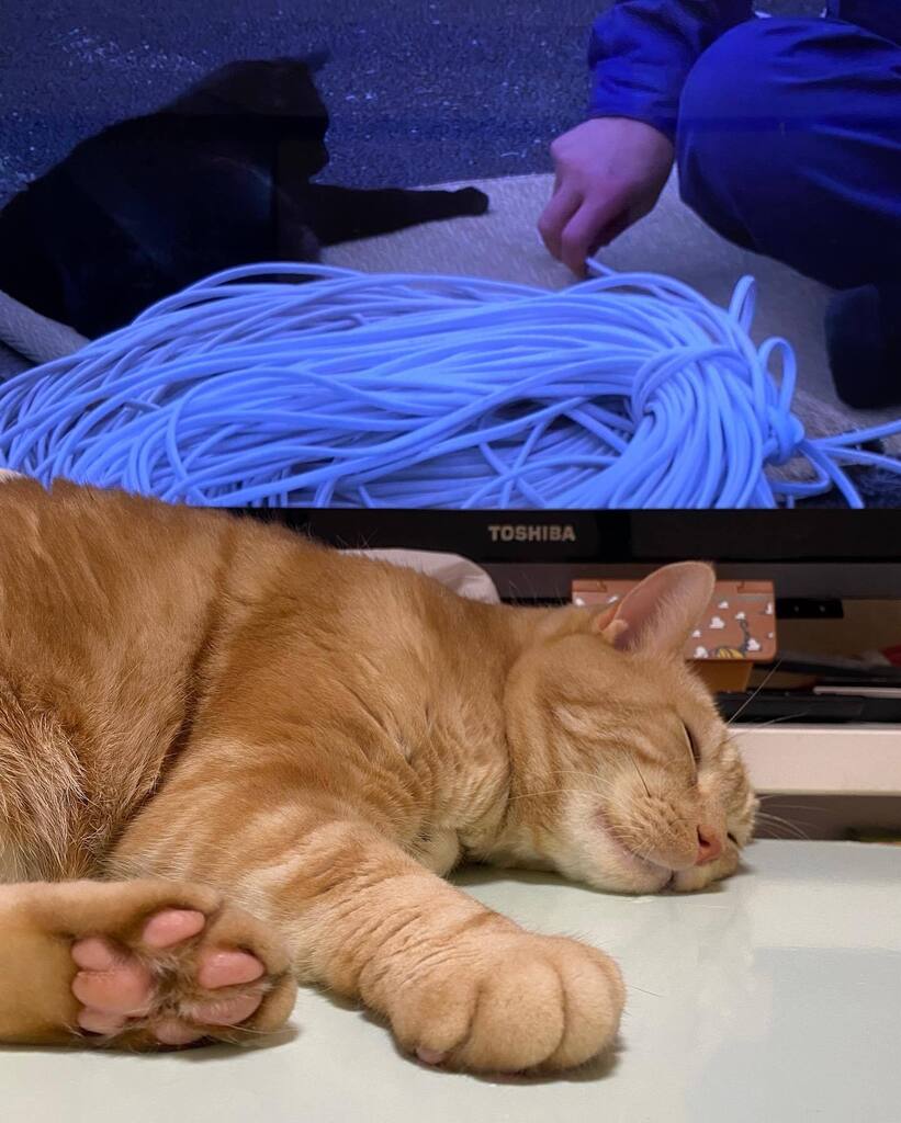 gajumaru3's tweet photo. Cat on the table in front of the TV
#猫をどうぞ #catstagram #cat #保護猫と暮らす #catonthetable #catinfrontoftv https://t.co/uM0TAn8fWa