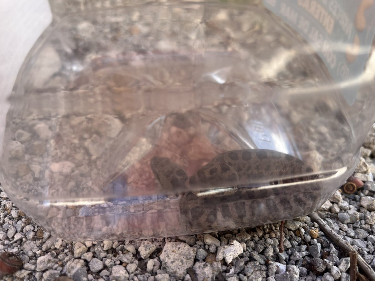 ViCoDrUmS's tweet photo. Amigos herpetologos, biólogos y anexas, encontré una pequeña víbora afuera de mi casa, me podrían decir ¿qué tipo de serpiente es? #Herpetology #vivoras #biologos https://t.co/Zv8g6J0jcV