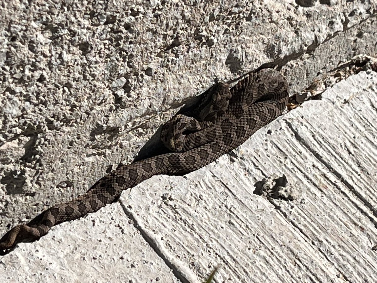 ViCoDrUmS's tweet photo. Amigos herpetologos, biólogos y anexas, encontré una pequeña víbora afuera de mi casa, me podrían decir ¿qué tipo de serpiente es? #Herpetology #vivoras #biologos https://t.co/Zv8g6J0jcV