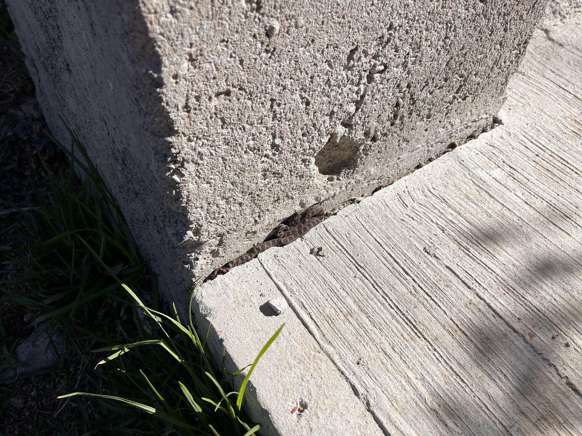 ViCoDrUmS's tweet photo. Amigos herpetologos, biólogos y anexas, encontré una pequeña víbora afuera de mi casa, me podrían decir ¿qué tipo de serpiente es? #Herpetology #vivoras #biologos https://t.co/Zv8g6J0jcV