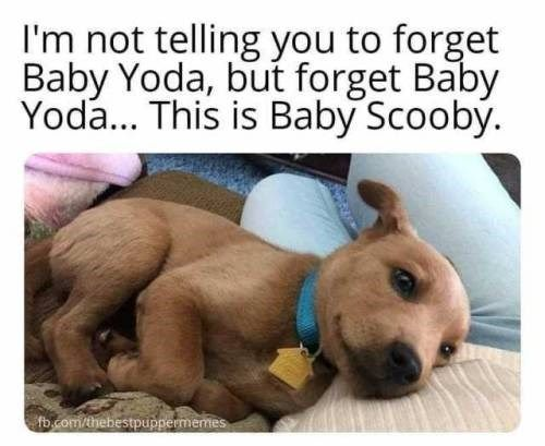 WholesomeMeme's tweet photo. https://t.co/N93PuXzNNC
