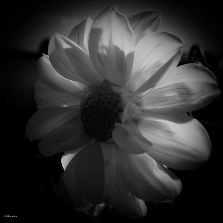 Zeitwunden's tweet image. 