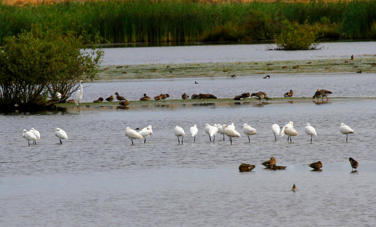 Vrijevogel56's tweet photo. Ook deze Grote Zilverreiger (1 van de 10 schat ik) aanwezig aan het jagen/ vissen (of zeg je foerageren bij jagende reigers? @AlcedoNatuur ) #deEnk #IJssel Relatief veel Icarusblauwtje; hier op Kleine klaver. Lepelaars ook klaar met broedseizoen: opvetten en uitrusten. https://t.co/ZgoxlCJ7Id