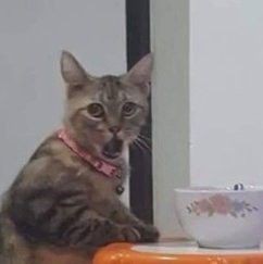 No Context Cats tweet media