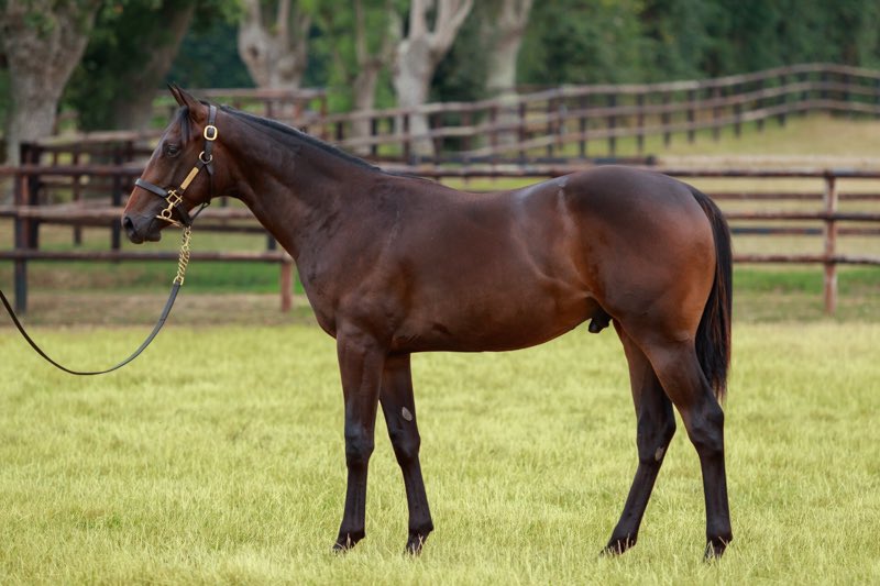 biddestonestud's tweet photo. And her eye catching Wootton Bassett half-brother is offered as Lot 143 @InfoArqana August Sale by @La_Motteraye next week https://t.co/GKN6EtwCd5