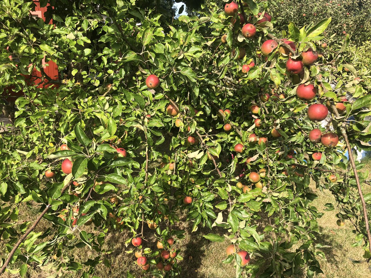 hanh_r's tweet photo. Es gibt einen Apfelbaum, bei dem ich mich von der Masse an Äpfeln nicht überfordert fühle. Danke Apfelbaum No. 4! Du bist klein und süß! https://t.co/w7kXYhRPY3