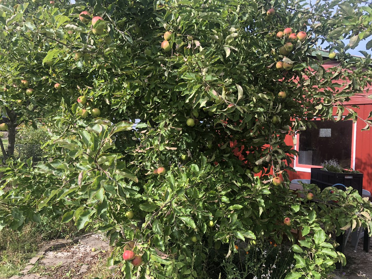 hanh_r's tweet photo. Es gibt einen Apfelbaum, bei dem ich mich von der Masse an Äpfeln nicht überfordert fühle. Danke Apfelbaum No. 4! Du bist klein und süß! https://t.co/w7kXYhRPY3