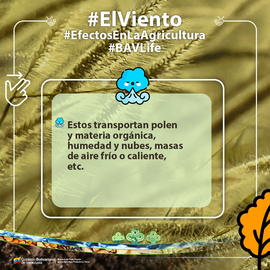 BancoAgriVzla's tweet photo. #BuenasTardes #Venezuela hoy es #Lunes de #AgroDatos te exponemos sobre el #Efecto del #Viento como uno de los #Elementos primordiales para el cultivo de #Alimentos
#BAV #LaBancaDelAgrícultor #LosLibrosNoMuerden
☕😎👩‍🏫👩‍🔬🥑🥦
@@minagriculturave
@castrosoteldowilmar
@osoteldo https://t.co/oBTXaGGLU5