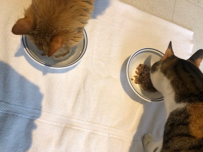 Bruizer8's tweet photo. Shredded Salmon! Globally-Inspired. Thoughtfully Refreshed. My cat thinks the world of #FancyFeast medleys 😻 Make every dish a destination and get yours today! #FurBuddies #ad https://t.co/LkVJ4VMTP1 https://t.co/4r2526pxwZ