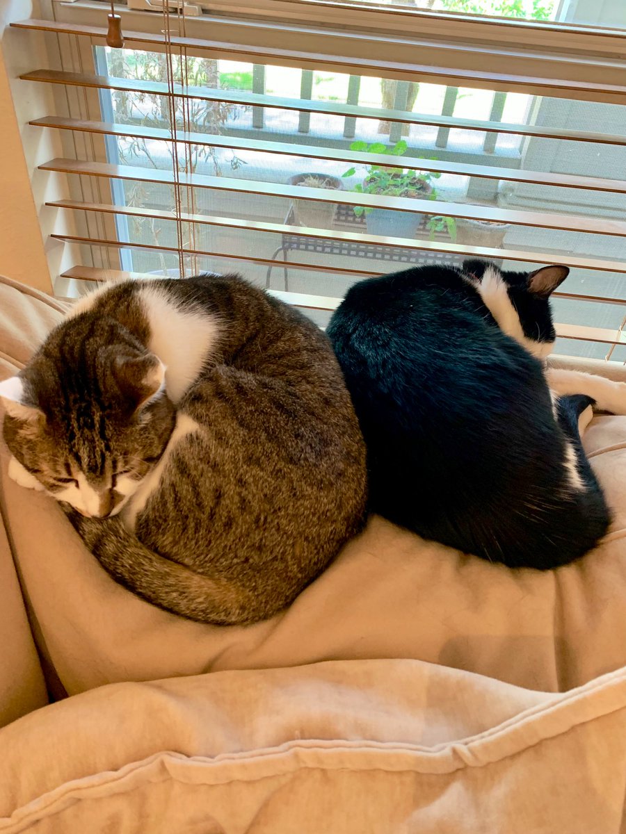 katyviolet's tweet photo. Walter is so glad we got him a little brother 😅 https://t.co/w8cyESR9wW