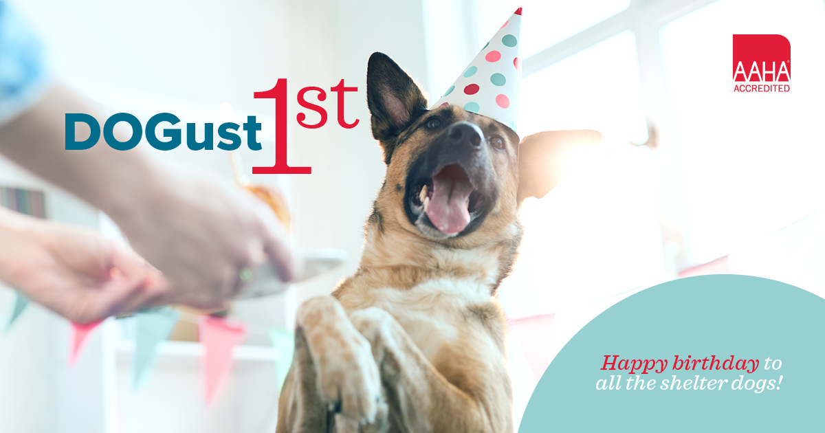 caringvets's tweet photo. DOGust 1st, which takes place on the 1st of August each year, is a nationwide celebration for dogs whose birthdays are unknown. So let's take a moment to wish all the shelter dogs, whether already in their fur-ever homes or still waiting, a happy birthday today!!
#DOGustFirst https://t.co/cQJMBDZVhA