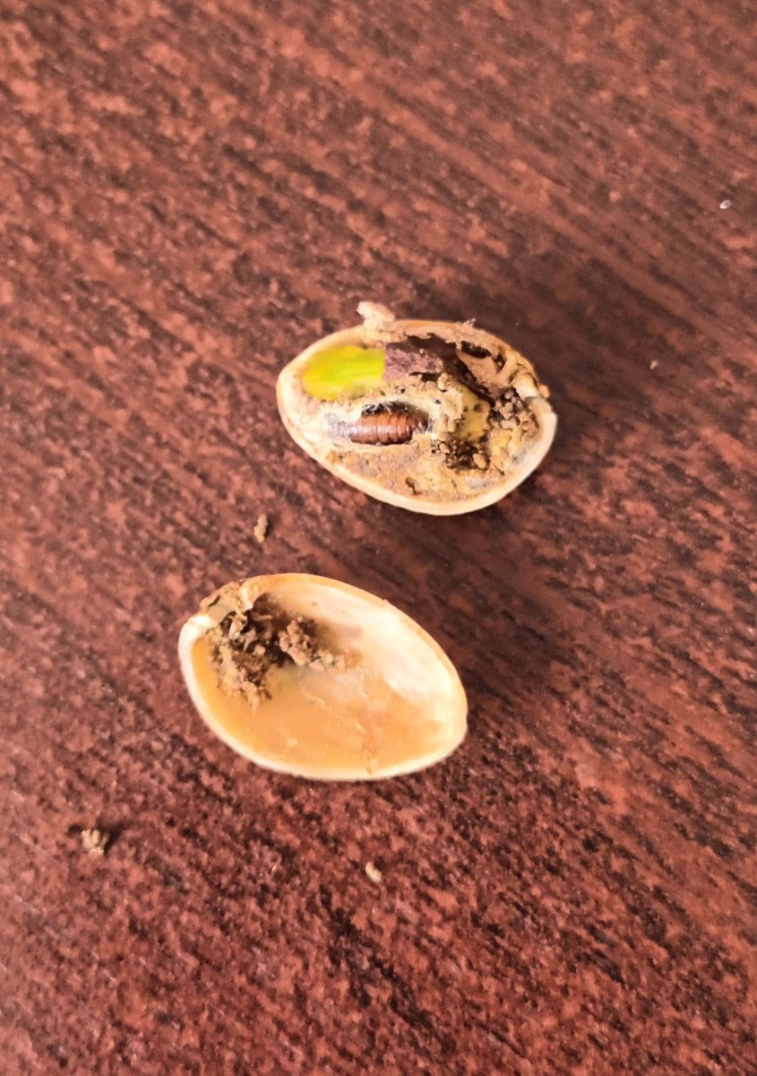 MGreen90222's tweet photo. That's not what you want to see when you crack open a @tesco pistachio https://t.co/L6gHWHBeZL