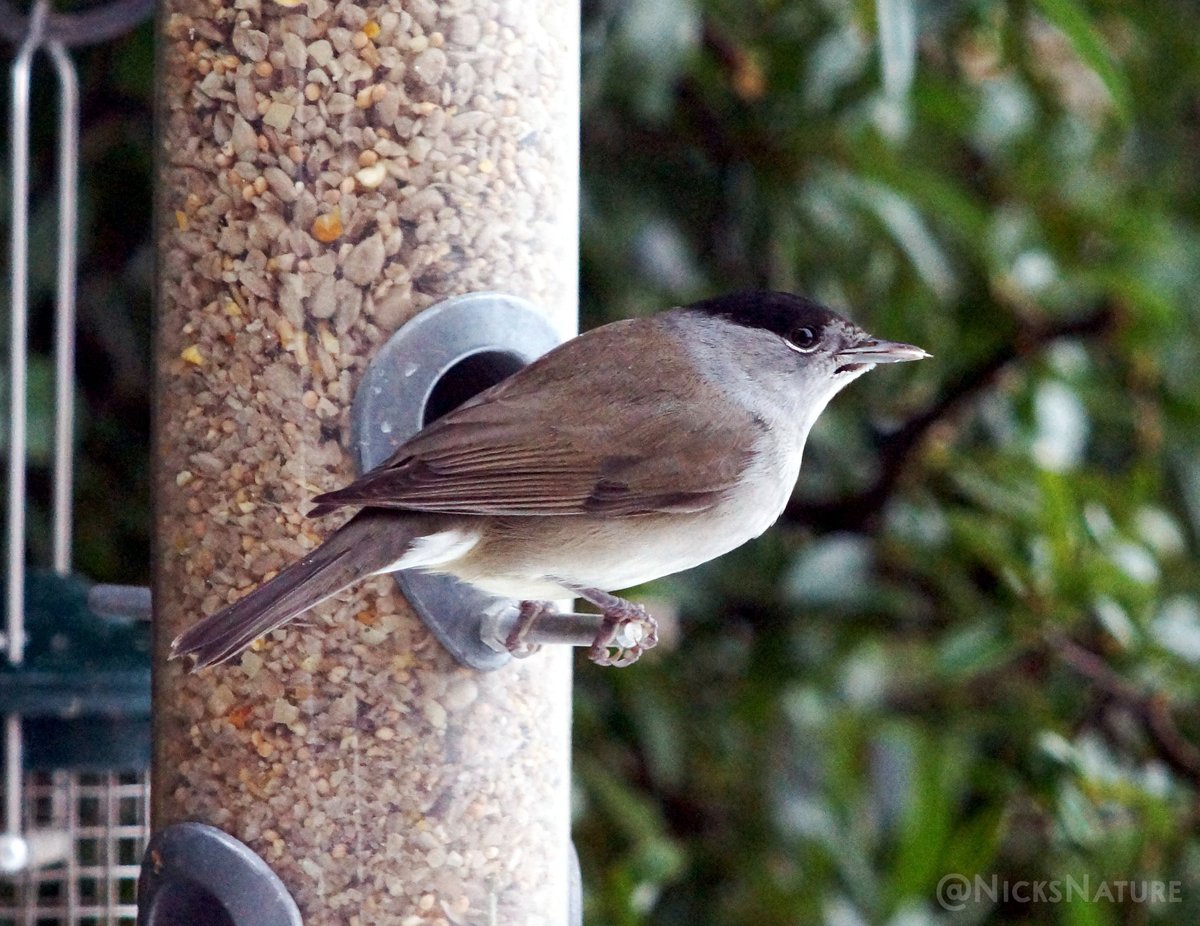 NicksNature's tweet photo. A Black Cap in my Garden
#TwitterNatureCommunity #britishbirds #NaturePhotography https://t.co/oyugY8oKM2