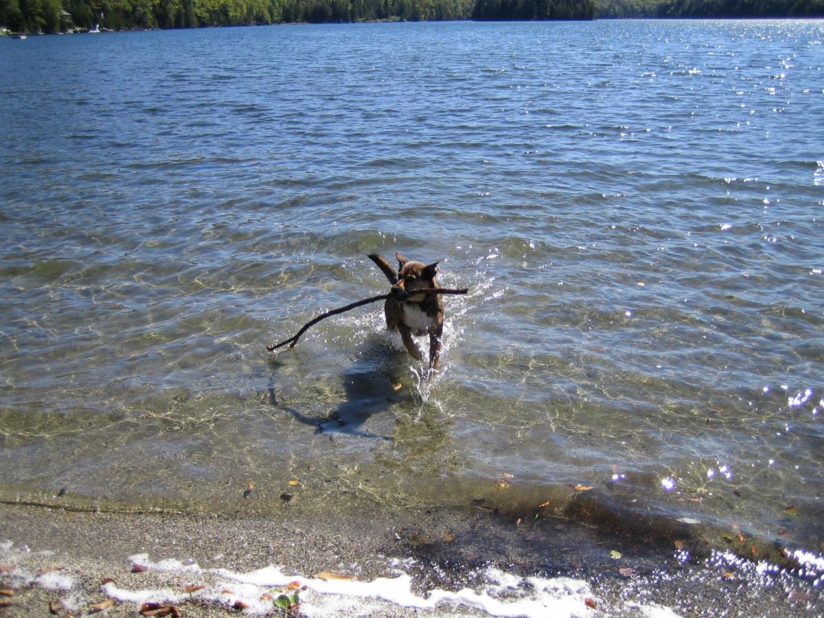 #dogdays  Poker Paddles, Primitive Camping, the Enduro World Series comes to Burke and more happening this month!   conta.cc/3Qc68Tu