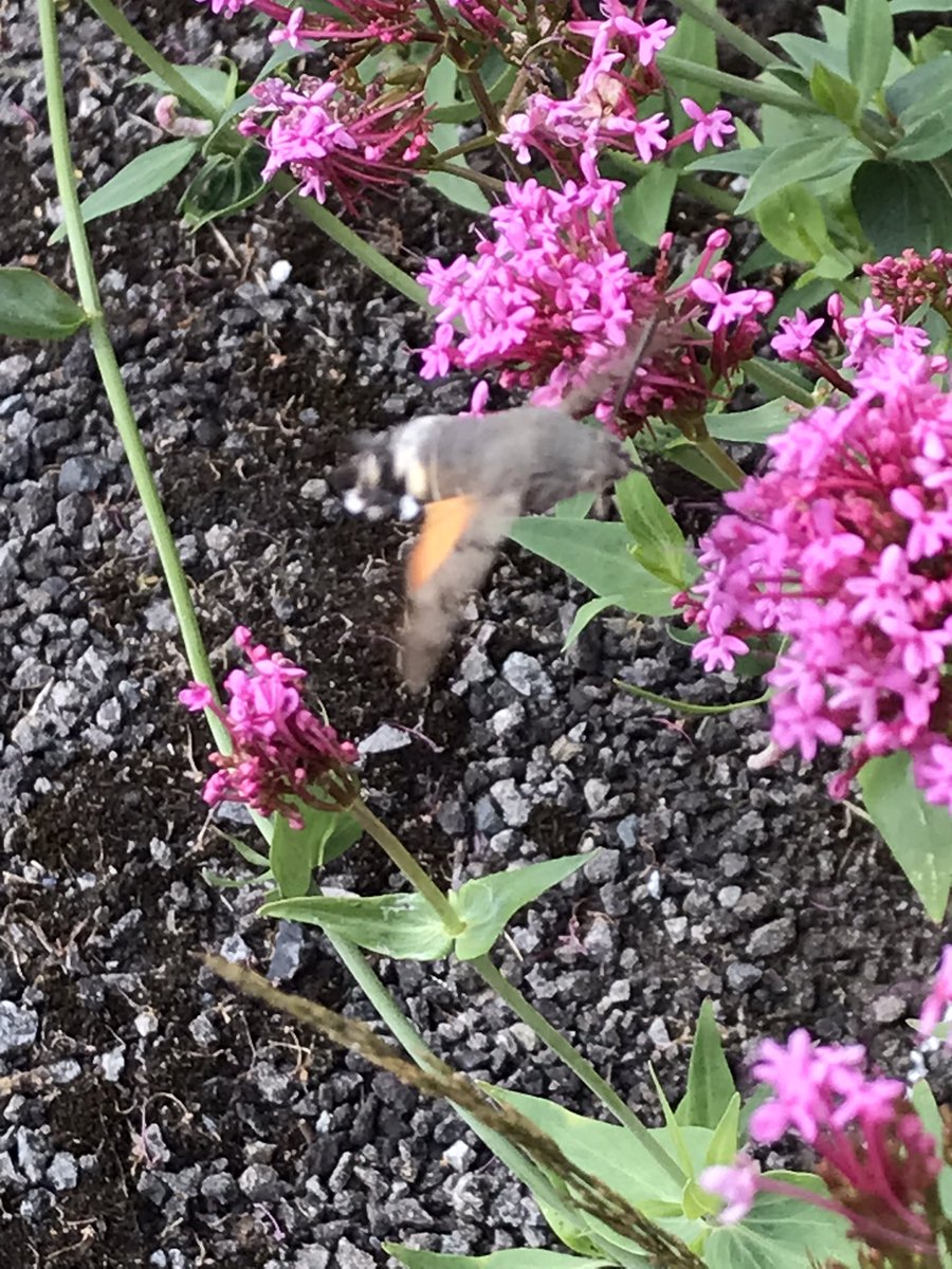 glohx's tweet photo. @bongowill @IoloWilliams2 We had a hummingbird hawks head moth in our garden a few weeks back. Beautiful, I’d never seen one before https://t.co/Mbxvjny55K