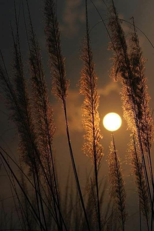 IzzatiWan3's tweet photo. Shine as the moon. ♥️♥️

#amazing #beautiful #nature https://t.co/89gZNrfChY